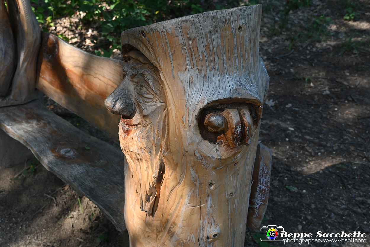 VBS_4736 - Il bosco fatato - Montaldo Roero.jpg